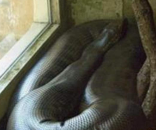 南美洲王者之间的巅峰对决!亚马逊森蚺vs凯门鳄,谁输谁赢?