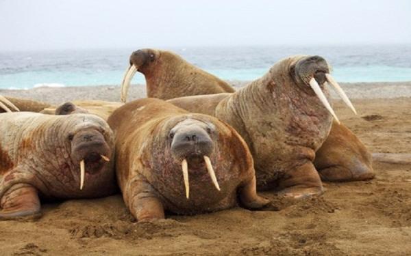 南极洲发生"惨案",250头海象集体跳崖,到底是什么原因?