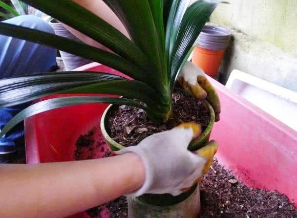养君子兰必须掌握的配土上盆技巧叶油绿花箭多不烂根