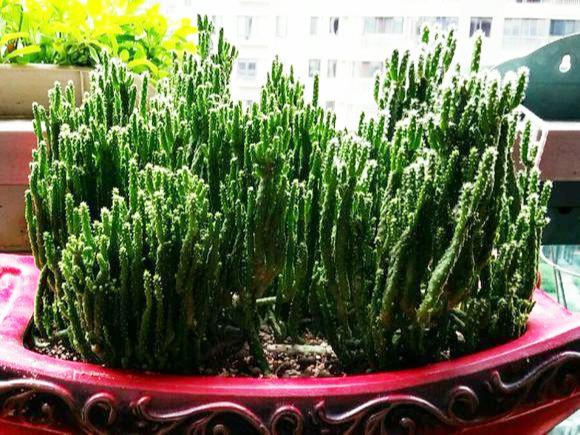 小小"姬珊瑚"一棵变丛林,做好4点,威武霸气成"绿珊瑚岛"