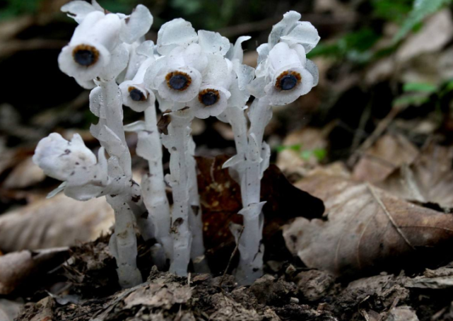 它的名字叫做水晶兰有冥界之花的别称你见过这种花吗