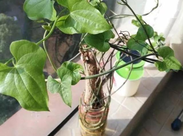 教你在家水培山药,只需将3步要求做到位,保准藤蔓爬满墙