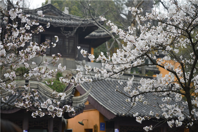 读一首诗苏轼《花影》,花影迷眼,再也开心不起来|花影|苏轼|摒绝_新浪新闻