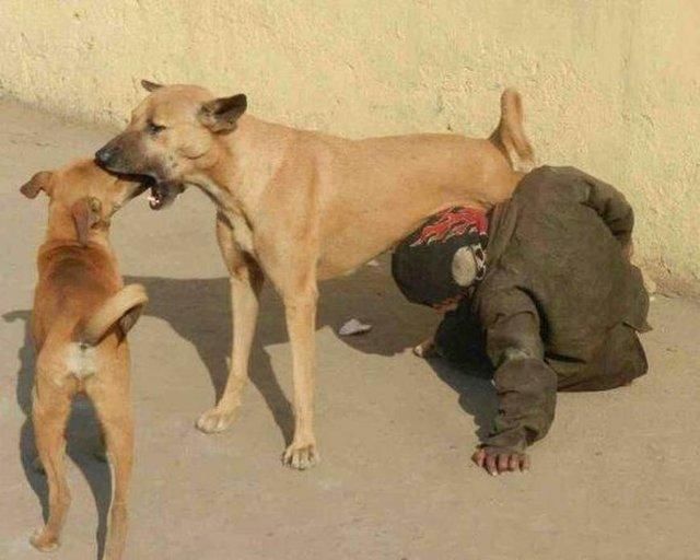 2岁小男孩对狗奶上瘾连续喝了5年狗奶周围流浪狗见他就跑