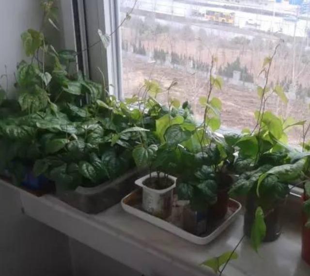 教你在家水培山药,只需将3步要求做到位,保准藤蔓爬满墙
