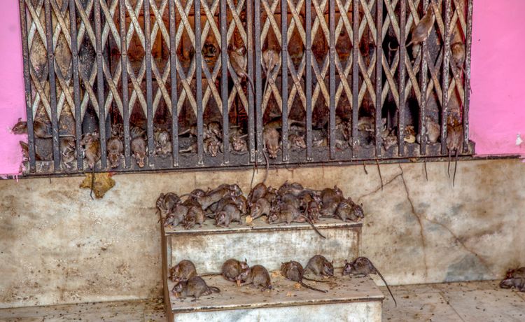 印度神庙供奉2万只老鼠,有专人守护安全,自己挨饿也要供养老鼠