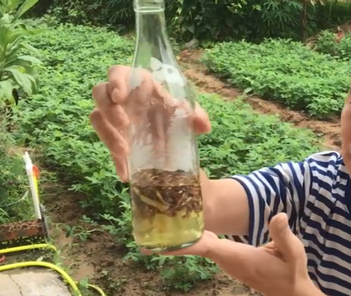 叶子两面都带尖刺,用来泡酒能祛风通络|草药|两面针|客家地区_新浪