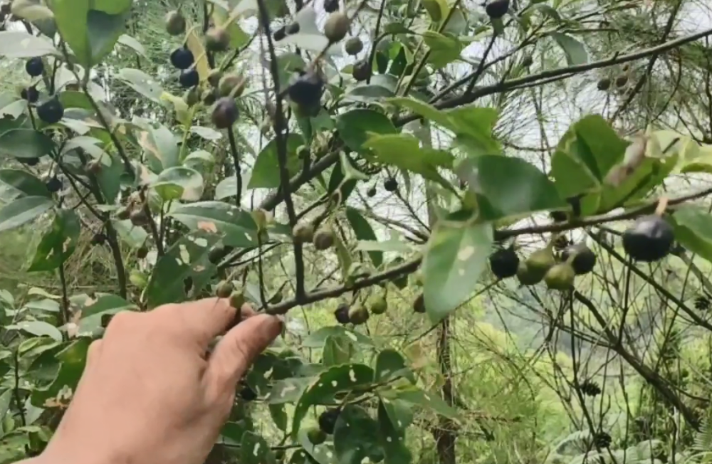 在日本被视为"神木"的植物,果实比捻子还甜,有没有认识的?