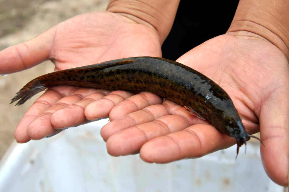 儿时用锄头挖了喂猫,如今想吃靠养殖,高价出口日韩成高价快消品|泥鳅