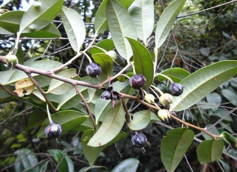 神木|捻子|杨桐_新浪新闻