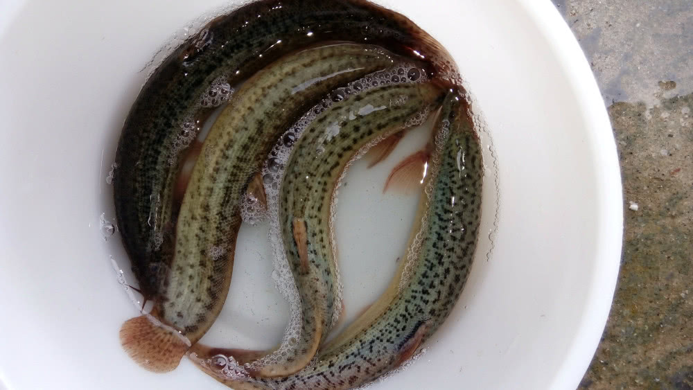 之所以不阐述捕泥鳅的方法,是因为大家学了也用不了,在农村,别说干旱