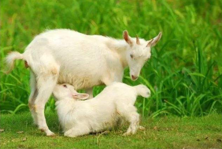 跟宝宝属相有关的说法还有很多,除了上边提到的这个,还有什么"金马命"