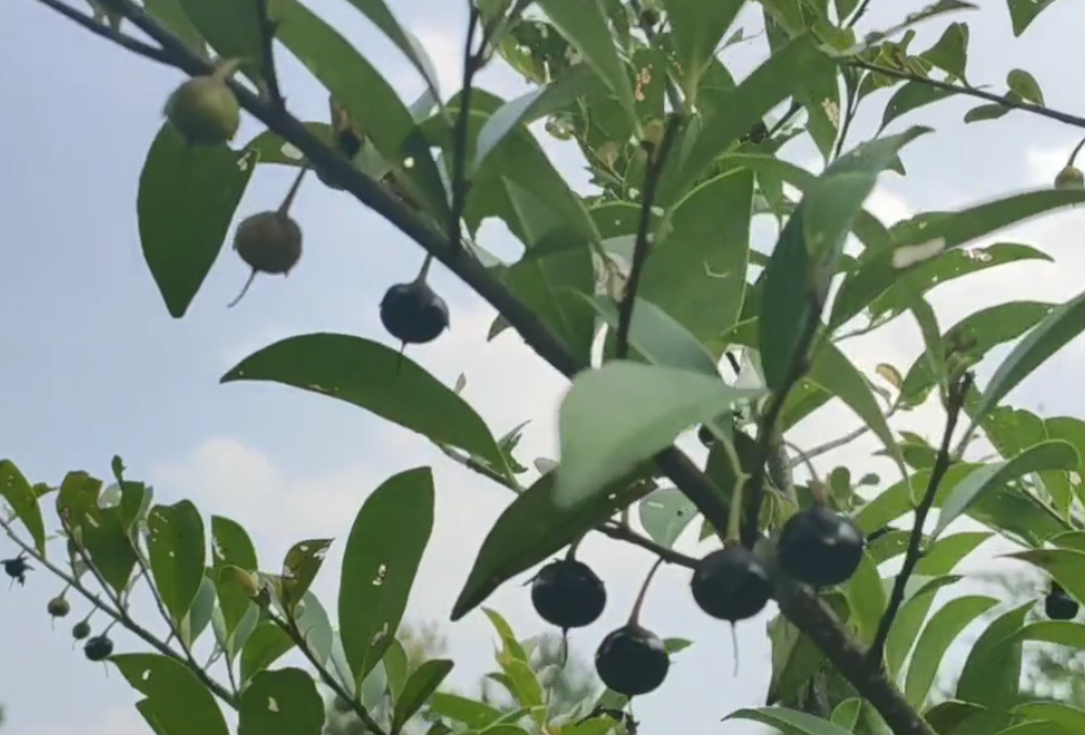 在日本被视为"神木"的植物,果实比捻子还甜,有没有认识的?