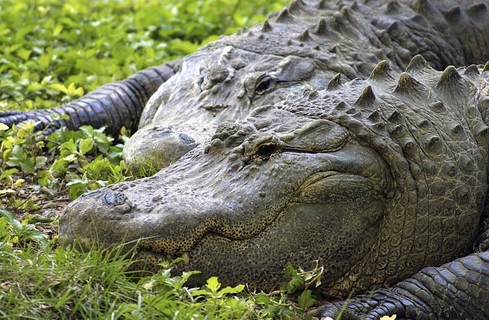 不过体积上却无法与森蚺相提并论,或许只有泰坦巨蟒可以与亚马逊森蚺