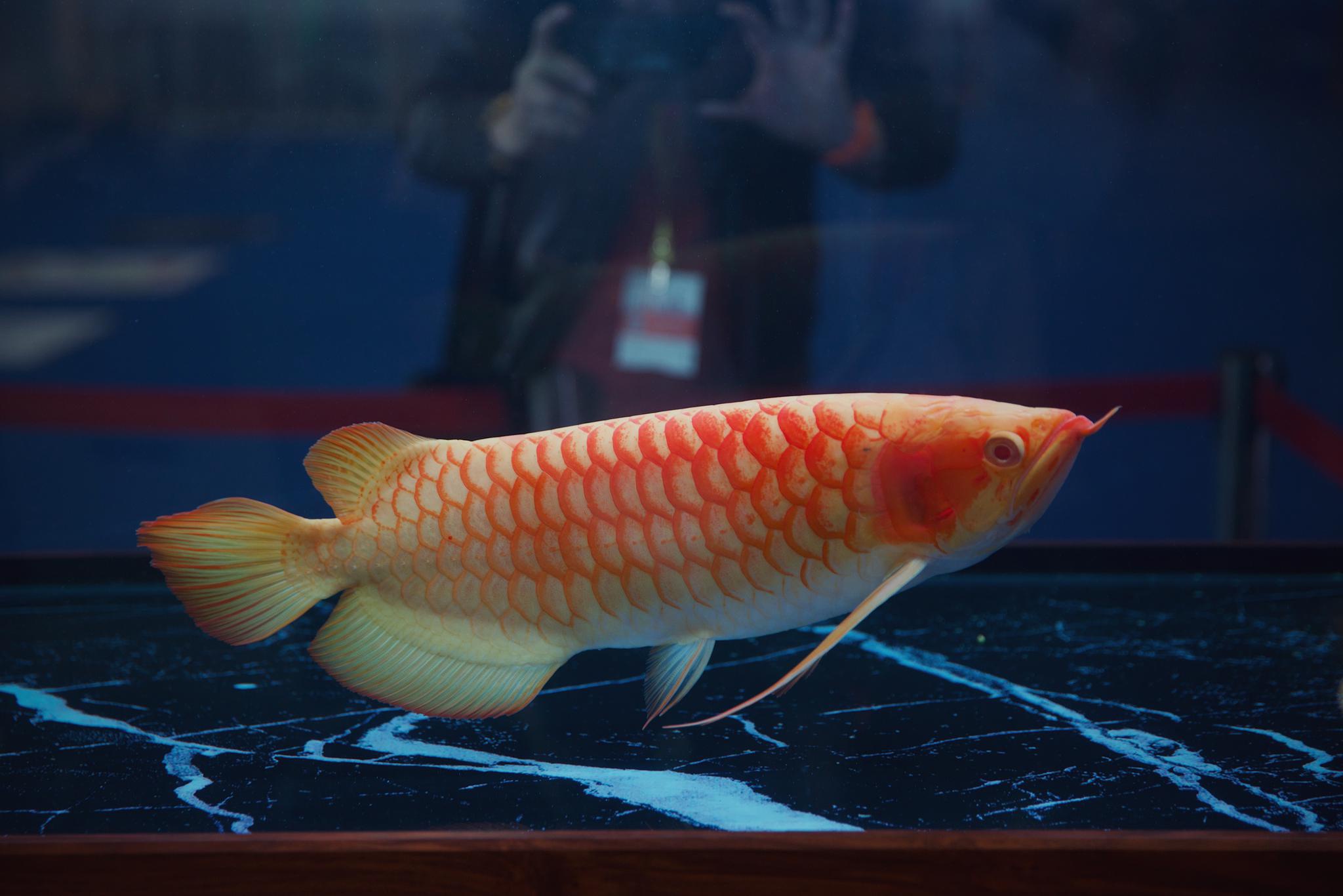 又整容又选美一条龙鱼的封神之路