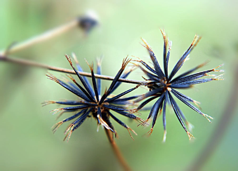 鬼针草(鬼针草的功效作用与主治)