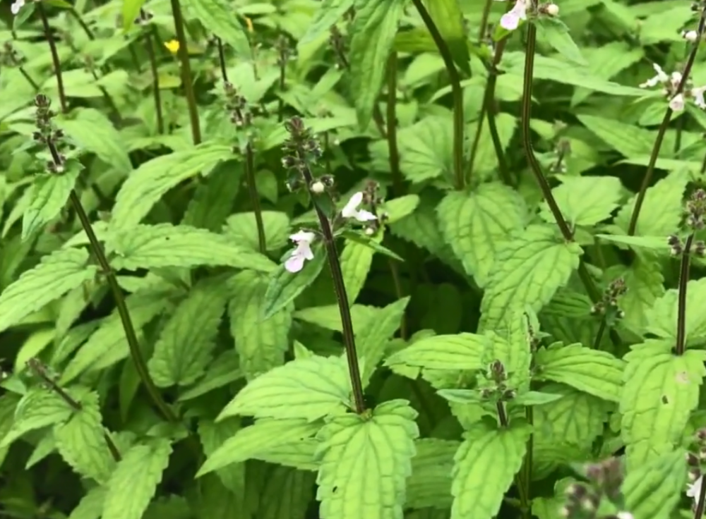 其实这种植物就是地蚕,又称土冬虫草,白冬虫草,白虫草,肺痨草等, 为