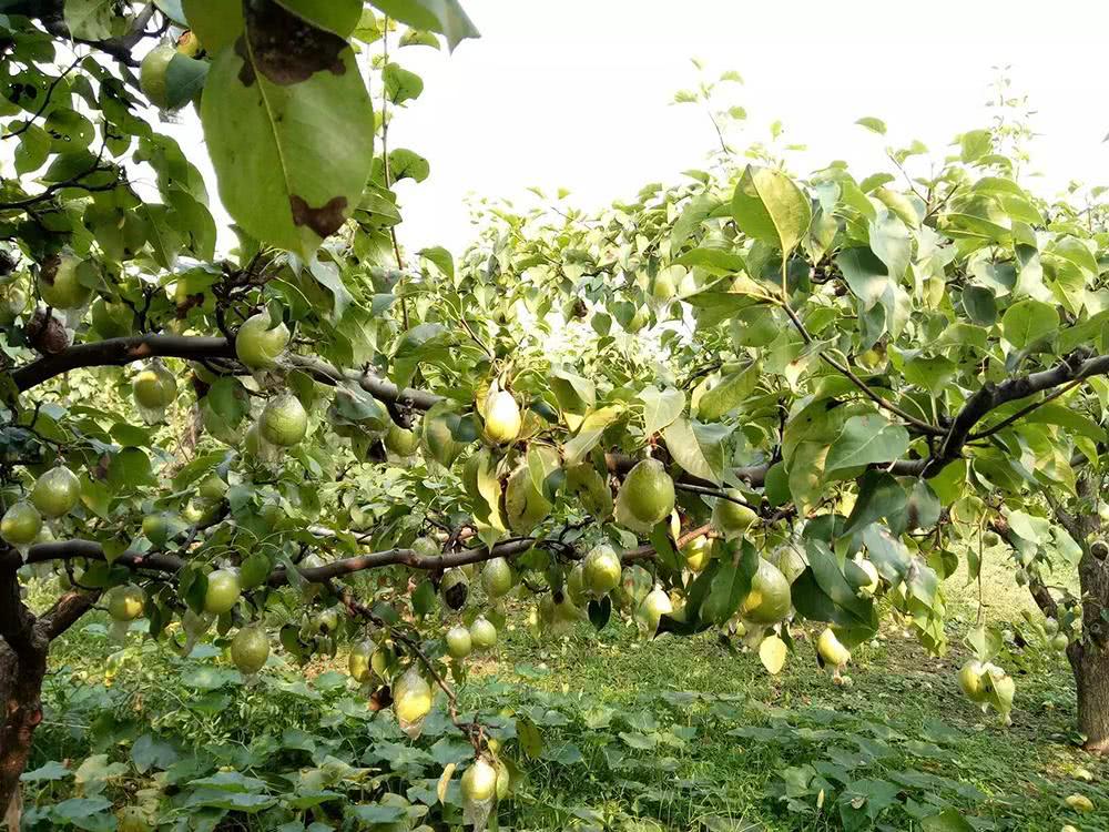 上半年贵到吃不起,如今产地才5毛钱一斤,农民抱怨"鸭梨山大"