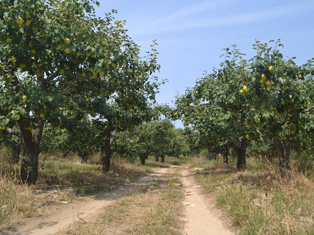 上半年贵到吃不起,如今产地才5毛钱一斤,农民抱怨"鸭梨山大"