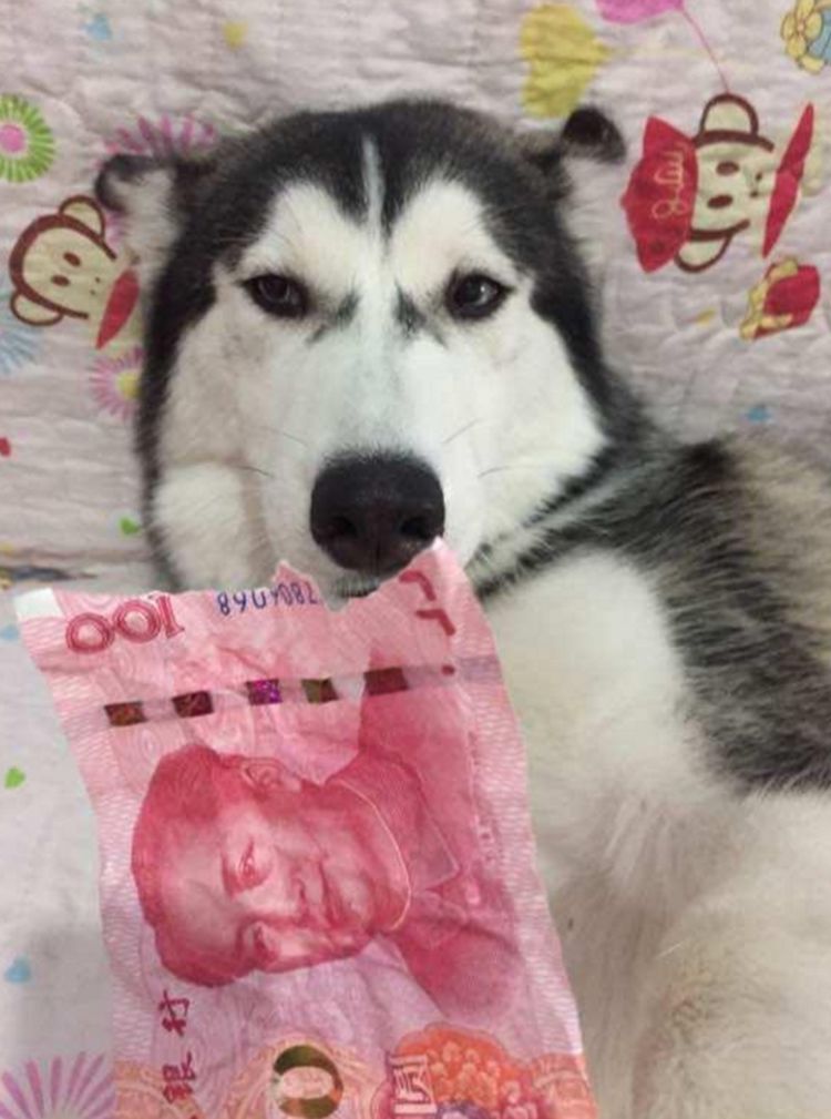 二哈咬坏百元大钞,主人拿碎钱质问,狗子却装作一脸无辜!