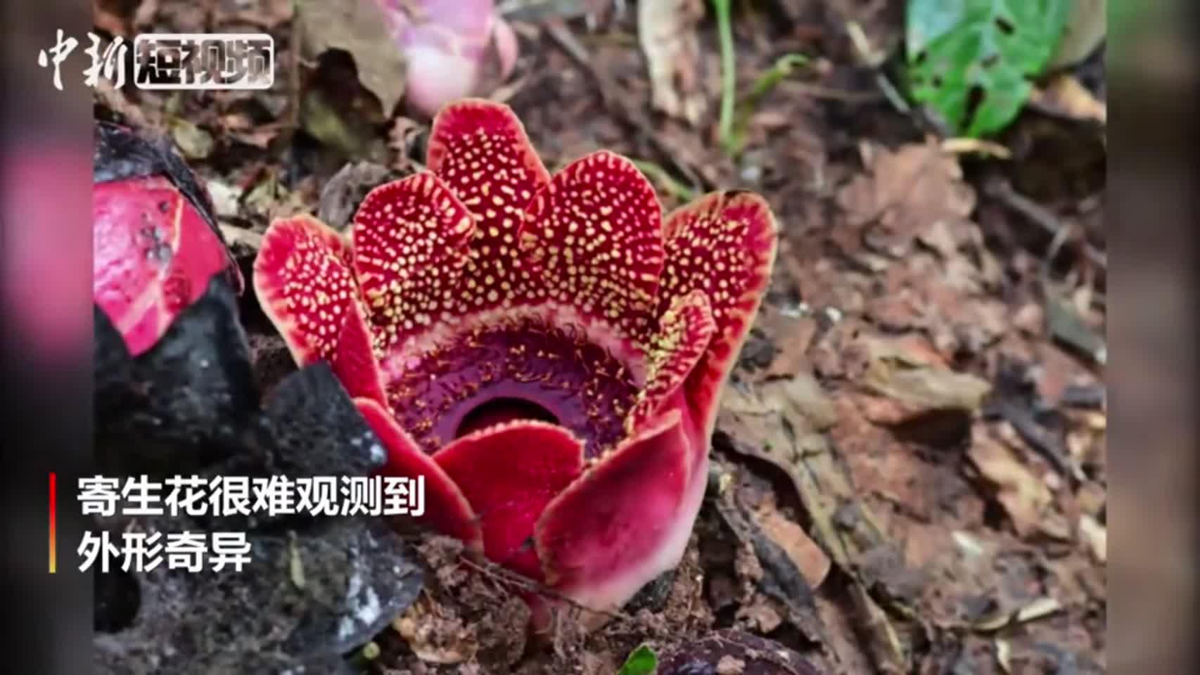 太美了！专家延时记录西双版纳寄生花开放过程|西双版纳州_新浪新闻