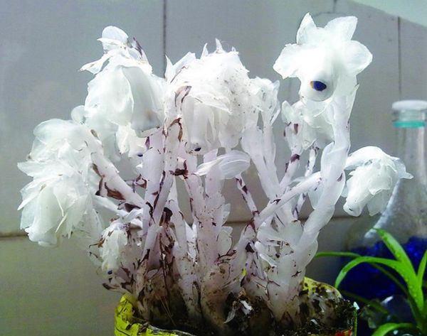 喜欢养花就养盆名贵花卉水晶兰全身雪白似夜空中的精灵