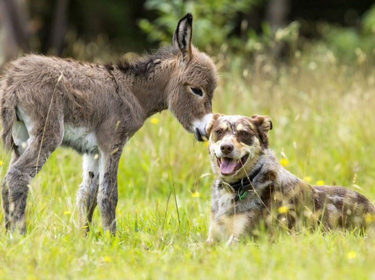 驴妈妈救了两条小狗崽没想到狗狗的举动真是让人非常的感动