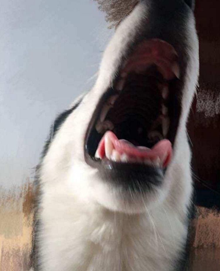 把被咬坏的毛爷爷怼在二哈脸上,二哈看着主人,却摆出了一脸无辜的表情