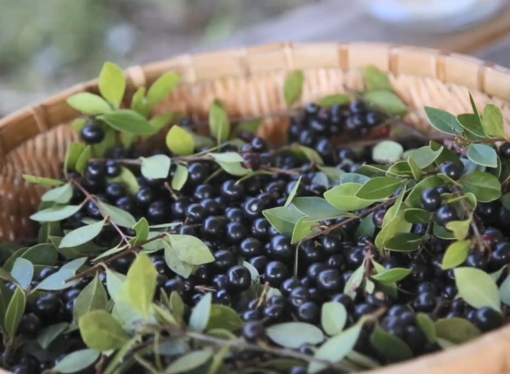 枝头上密密麻麻的野果,形似蓝莓味道酸甜,小时候坐在树上吃到饱|乌饭