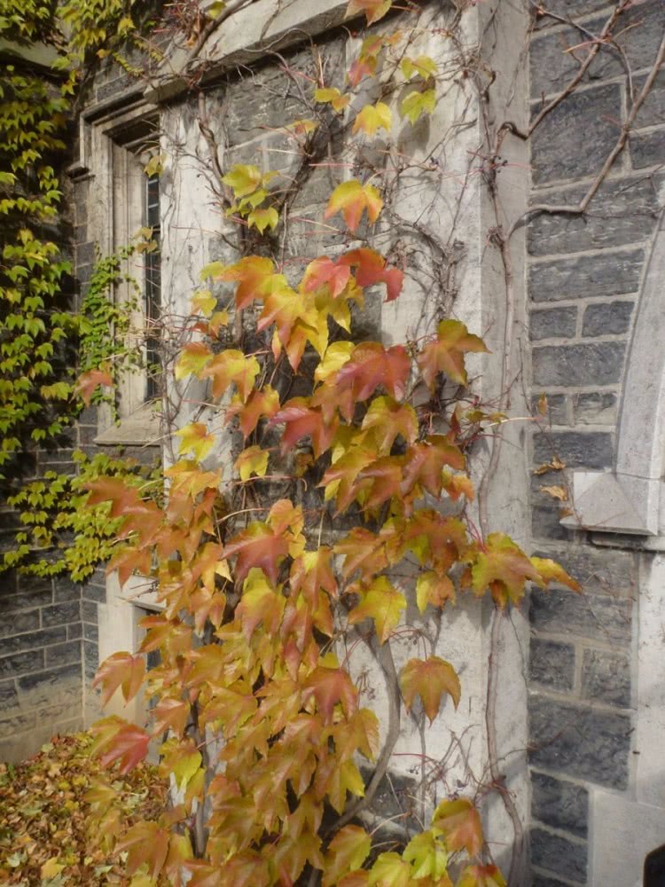 这5种植物的叶子到了秋天会变红色,适合种院子,有些能养成盆景|卫矛|五叶地锦|漆树_新浪新闻