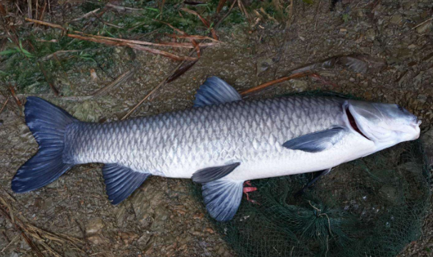 中国才有的鱼类"青鱼",其肉质鲜美,熏制青鱼味道那是一绝