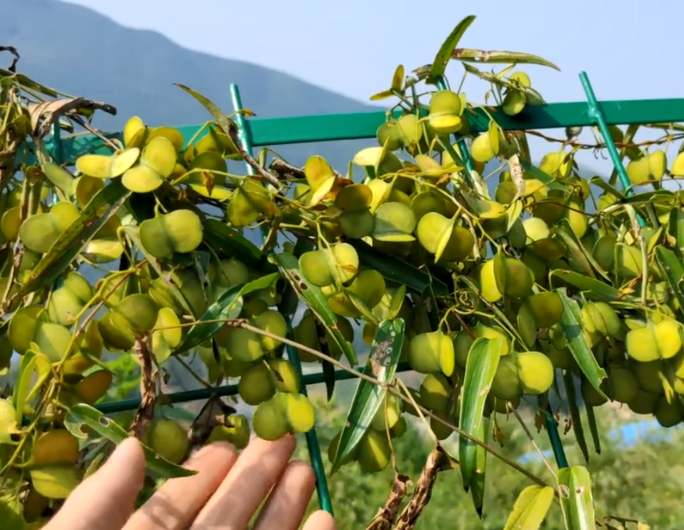 这种果实长得像"风车",农村娃摘来当玩物,药农摘来治肾虚耳鸣