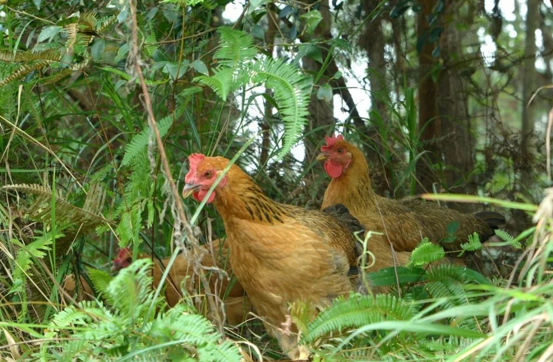 农村鸡鸭成群是几千年来的传统习惯,也是儿时的一种印记,农村毕竟是