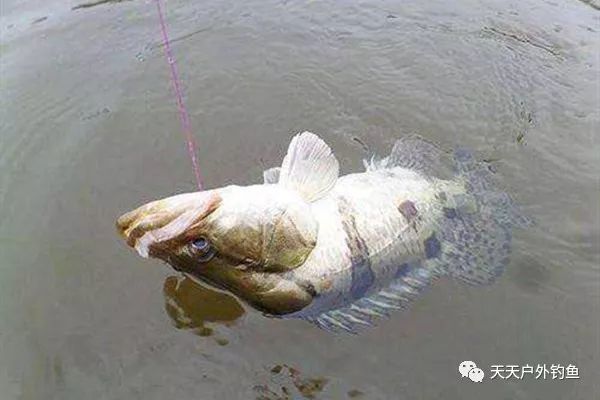 鳜鱼通常不会钓的比较深远,因为鳜鱼喜欢在浅水的障碍物处捕食小鱼虾