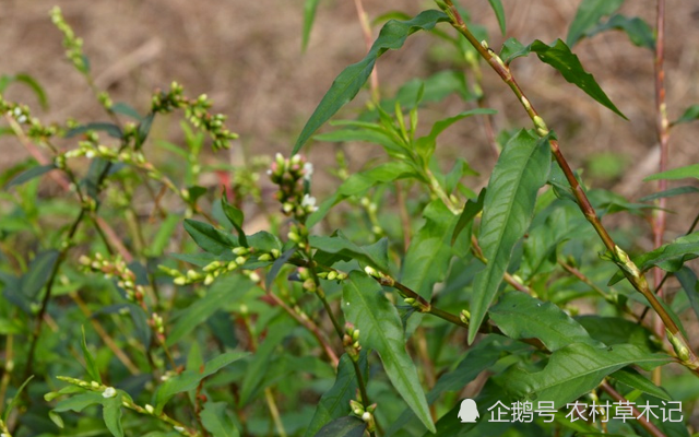此野草,为"抓鱼草",一天能抓好几筐,你们认识吗?