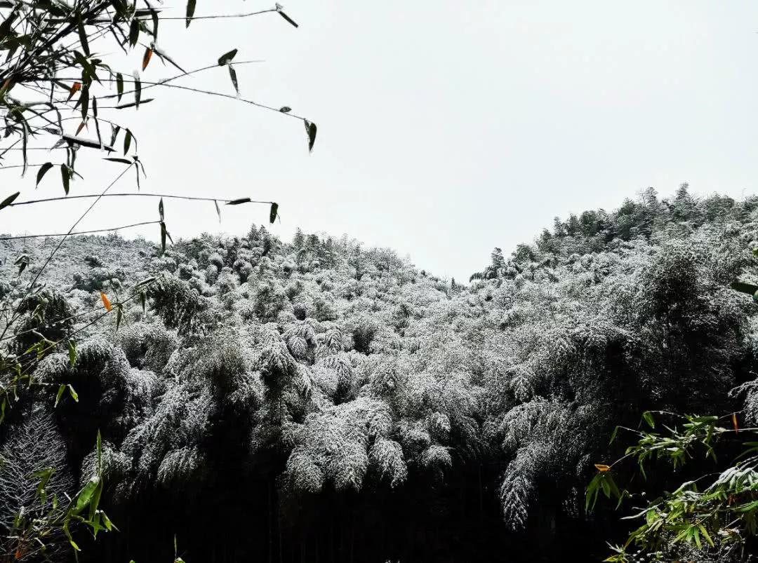 茶山竹海下雪了没图片