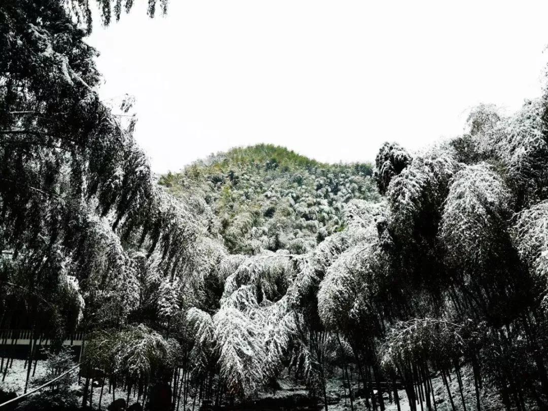 茶山竹海下雪了没图片