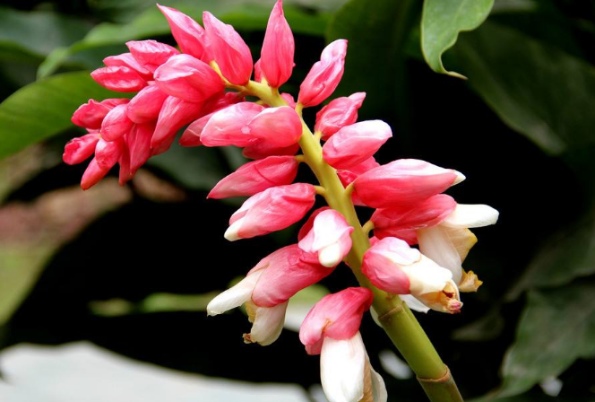 这种植物名叫良姜,过去农村很常见,如今观赏价值和药用价值都高