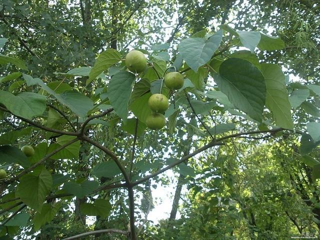 叶子包粑吃,果实掉落没人要,榨油40一斤,农村这种树你见过吗