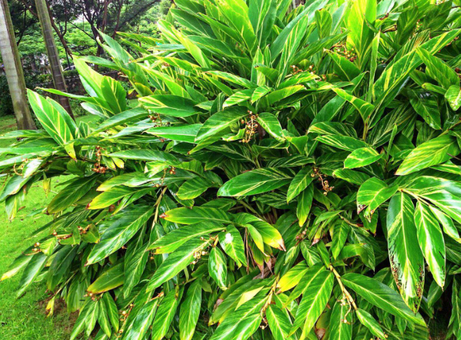 这种植物名叫良姜,过去农村很常见,如今观赏价值和药用价值都高