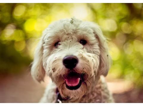 带你了解金德利犬