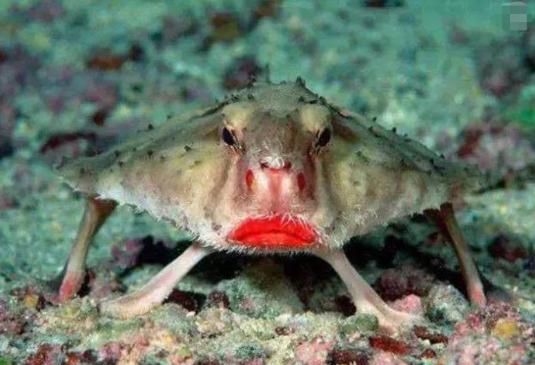 帐中香金银花原文