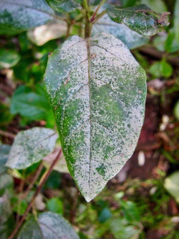 植物花卉容易感染霜霉病,前期还发现不了,可咋解决?