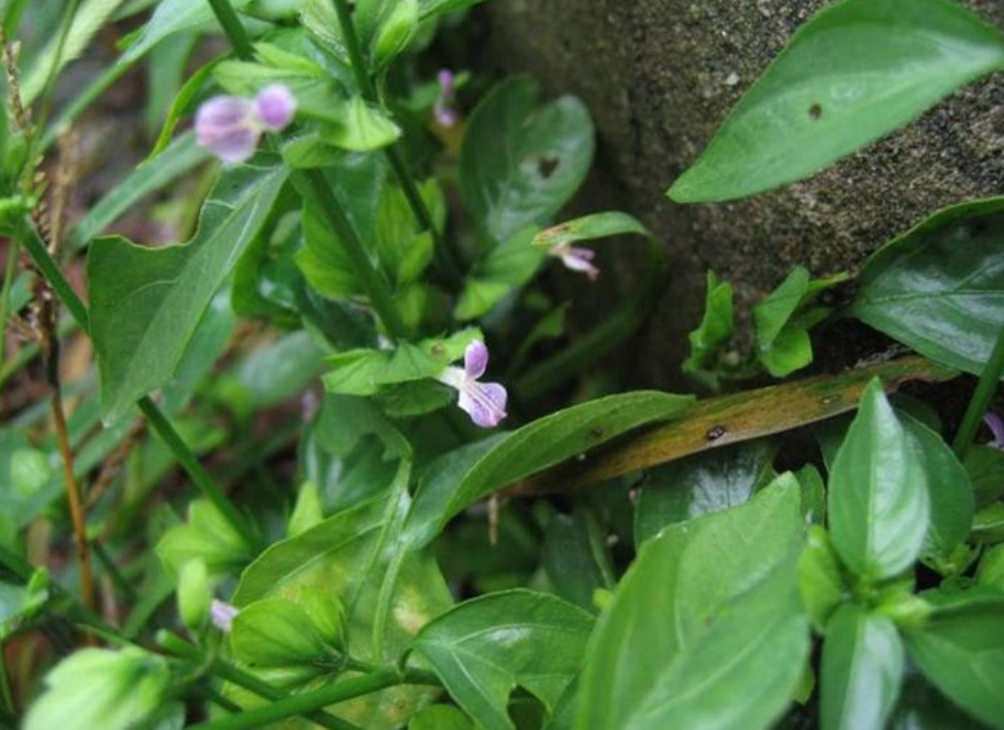 其实这种野草就是"狗肝菜,又称猪肝菜,羊肝菜,野青仔,路边青,六角英