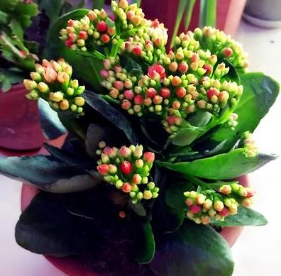 11月开什么花(11月开什么花的图片)