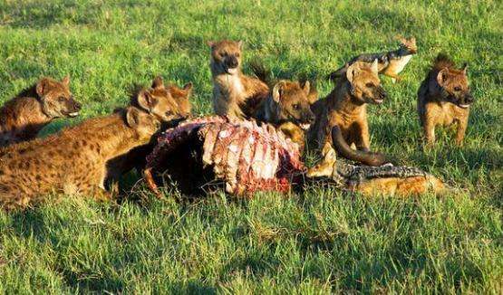 鬣狗捕食一头野牛, 扭头看到雄狮赶来 鬣狗: 大哥就剩排骨了