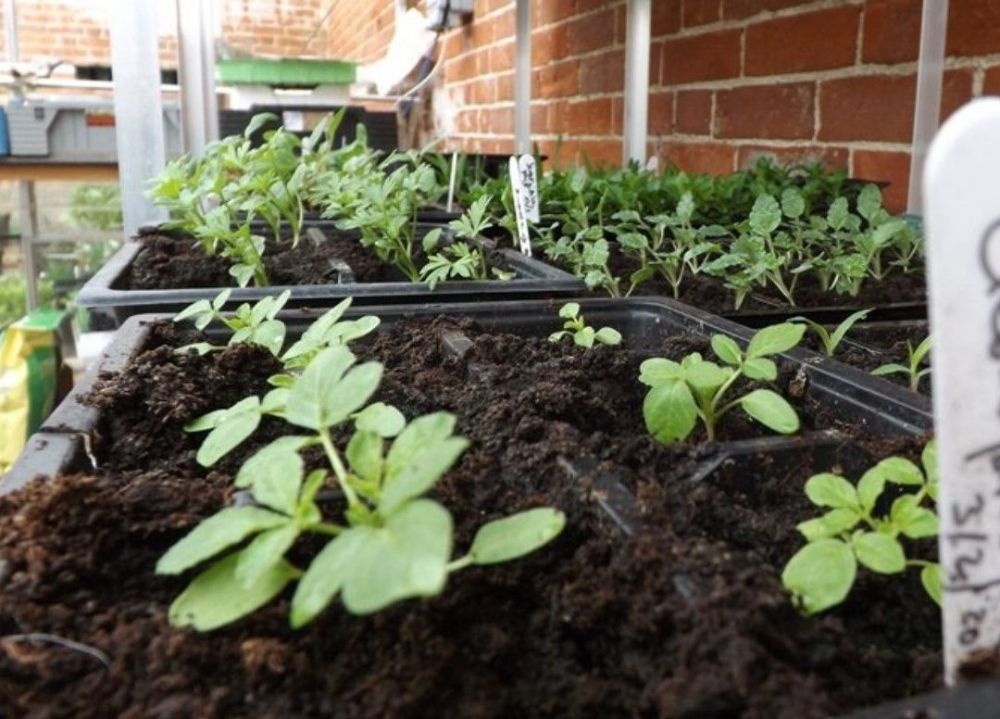 醉蝶花香味浓,花期长,耐热耐晒,为什么很少人养?