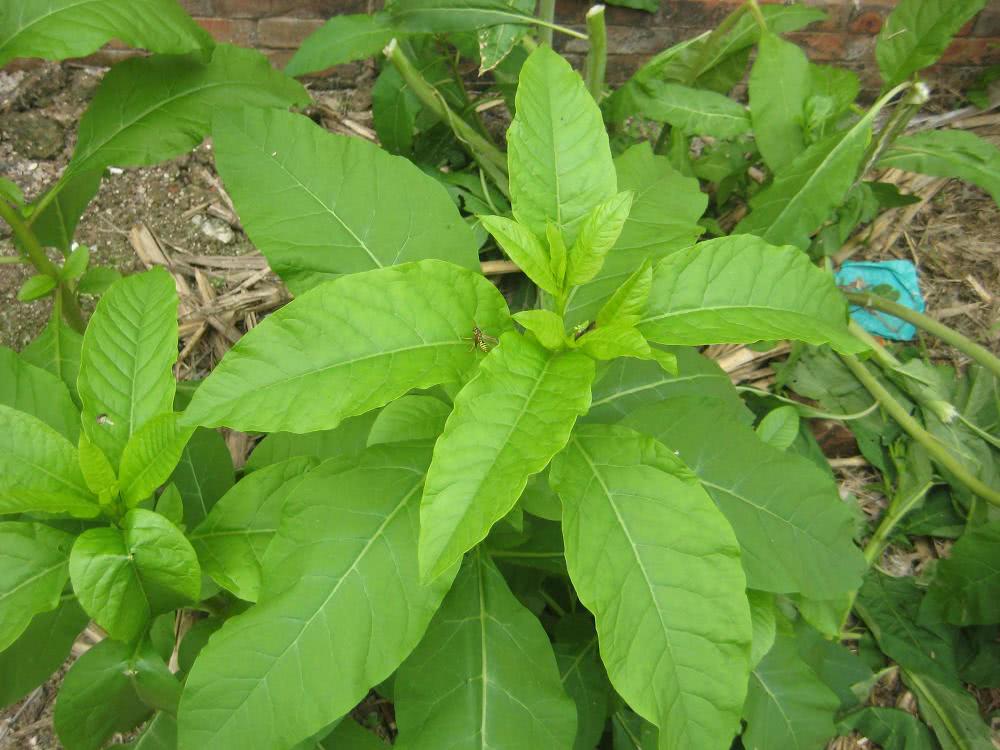 农村一大恶草,农民见到就砍掉,殊不知根似人参,果实还能染指甲|商陆