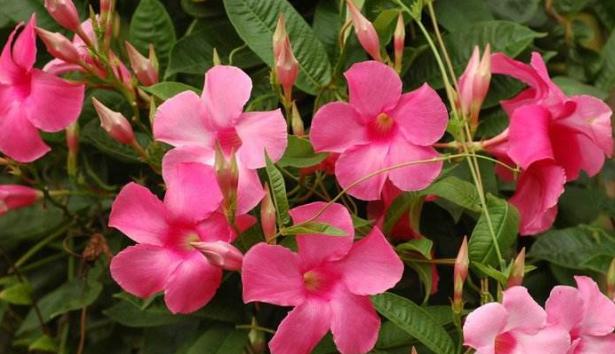 一对叶子6朵花,养一棵开一片,室内室外都能养|飘香藤|盆栽|养花_新浪