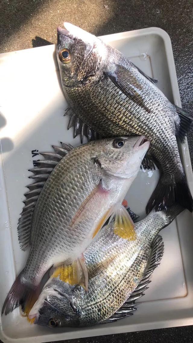 闽南人最钟意的鱼,吃的不仅仅是情怀,黄鳍鲷,你有吃过吗?